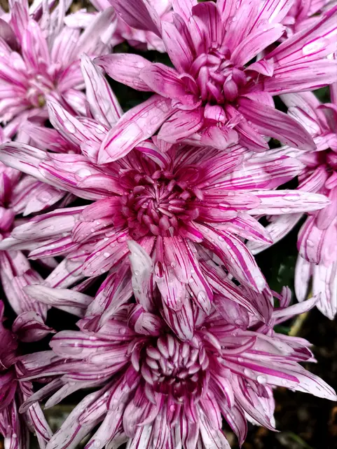 ...wurden die Chrysanthemen bei meiner Mama im Garten, am Samstag 😊.
Einen schönen Wochenstart euch allen  | Foto: Martina Laserer