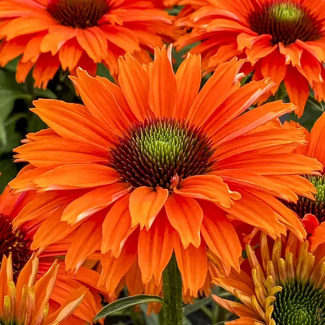 Auch der Herbst zeigt noch satte Farben.
Foto: Glaser 