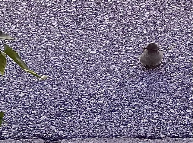 Ein kleiner Spatz vorm alten Baum, 
schaut leise in den Abend ~ Raum … 
Er plustert sich die Federn weich 
&amp; träumt sich in sein Sternen ~ Reich. 
Das Tagwerk ist für heut’ getan, 
der Mond fängt langsam 
seine Reise an … 
Der Spatz ruft leis aus dunklem Grün:
„Schlaft gut, bis wir uns wiederseh'n!“ 
Er schließt die kleinen Augen zu
&amp; wünscht uns Allen eine süße Ruh … ✨ | Foto: Bild: privat