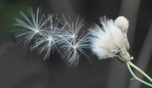 Flugsamen lösen sich sanft von der Pflanze. Getragen vom Wind schweben sie davon, fort von ihrem Ursprung, einem neuen Ort entgegen. Ohne zu wissen, wohin die Reise führt, vertrauen sie sich dem Wind an und finden vielleicht genau dort ihren Platz, wo etwas Neues beginnen darf.