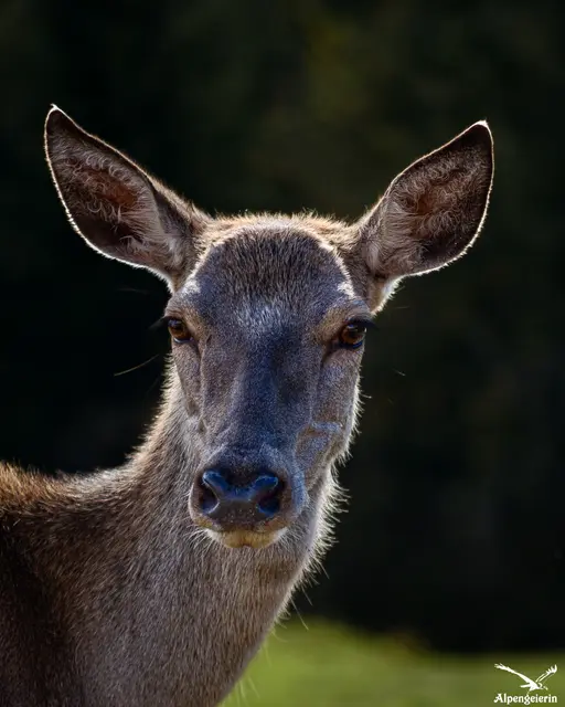 Manche Momente im Wald dauern nur wenige Sekunden, hinterlassen aber einen bleibenden Eindruck.
​Ein Schatten weicht, ein Blick trifft den deinen, und für eine Winzigkeit von Zeit steht die Welt still. 

Das Gegenlicht webt feine Fäden aus Gold um den Augenblick, ehe die Wildnis das Geheimnis wieder für sich behält. 

Ein Geschenk der Natur, festgehalten im Licht.

Mit herzlichen Grüßen 
Janet Bleiker  | Foto: Janet Bleiker / Alpengeierin 