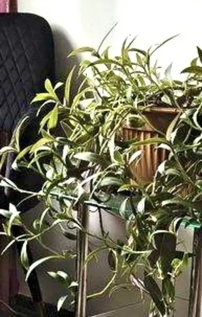 👆🏼… mal in der Wohnung sind erschienen.  
Selber gekauft, geschenkt bekommen  
&amp; dann geblieben, 
denn mit ihnen  wurde der Raum 
erst mal vollkommen.   
Die einen duften &amp; blühen,  
andere grün nur, trotzdem Zierde. 
Verlangen gar nicht große Mühe,  
Hauptsache, man sie gießen würde.   
Mit den Topfpflanzen kann man 
auch sprechen;  
eigentlich ~ monologisieren. 
 Sicher erwidern sie ein Lächeln 
damit sie uns schön den Tag verzieren … | Foto: Bild: privat