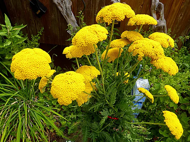 Foto: © by Gerhard Singer🕔💛
Rainfarn  wirkt stark abwehrend auf Schädlinge und Insekten, ist jedoch wegen des enthaltenen Nervengifts "Thujon" für den Menschen giftig🕔


 