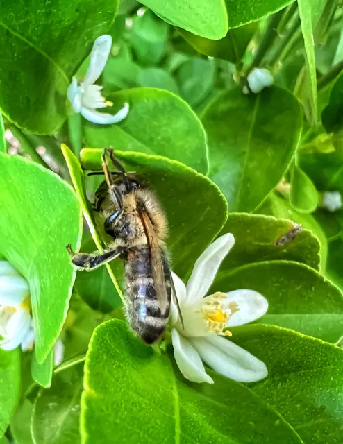 Nahaufnahme einer Biene, die zwischen grünen Blättern an einer weißen Kumquatblüte hängt.