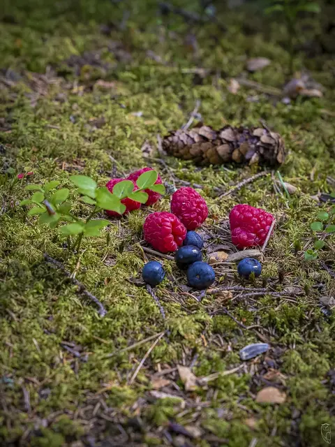 Stilleben im Wald
Foto: Glaser 