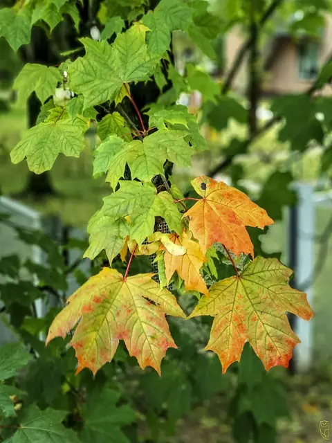 Es wird hebstlich!
Foto: Glaser 