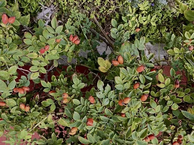 Das Männlein das im Walde steht,
bringt dicke Früchte … 
wie ihr seht …
Prall &amp; rot so von der Sonne,
versprechen sie uns süße Wonne …

Wenn sie gezupft, 
geschnitten &amp; entleert
als Marmelade dann verzehrt.
Oft nennt man sie auch 
“Hiffenmark”
die Kinder würden groß &amp;stark …

Von diesem Marmeladenbrot, 
doch das wär´des Männleins Tod…

Ich hör das Lied noch in mir klingen,
so oft mußt ich´s am Abend singen.
Es war der Tochter Lieblingslied,
so warm es durch mein Herz nun zieht …

Die Erinnerung 
macht melancholisch ~
doch gleich darauf bin ich „euphorisch“ …
Das „Männlein“ lass ich laufen,
diese Marmelade ~ kann ich 
auch mal kaufen. 

Und wenn wieder Hagebutten steh’n
dann find´ ich sie nur einfach schön. 
******************* 
Und euch Allen 
einen erholsamen Sonntag … 
🍂☕️🥐🫶🍃☀️💕 | Foto: Bild: privat 