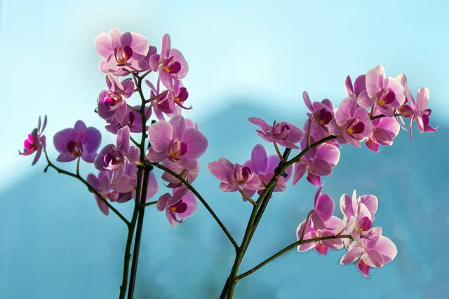 Das ist die 2. blühende Orchidee, welche auf der Fensterbank des Nordfensters steht. Im Hintergrund ist dank der weit offenen Blende die Silhouette der Lechtaler Alpen (Dawinspitze und Parseierspitze) zu sehen. | Foto: © by Ing. Günter Kramarcsik