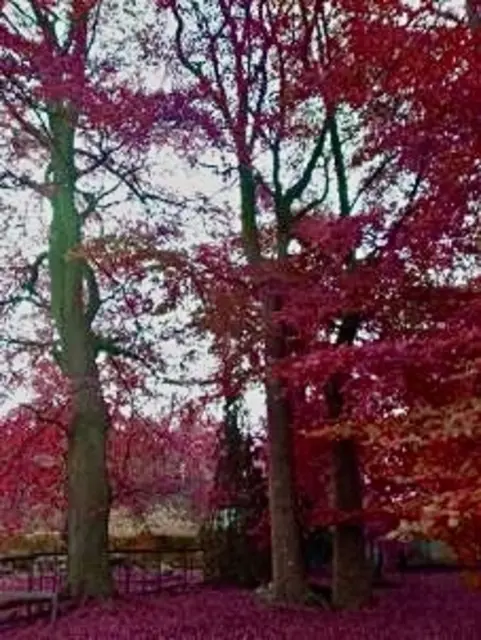 Als Wächter über Wald &amp; Flur, 
stehen hoch gewachsene Bäume. 
Ihr buntes Laub  ~ vom Herbst getönt, 
wie Purpur farbene Träume … 🍃🍂

Regen der nun häufig kommt, 
kann oftmals auch sein zu viel. 
Das Laub sich löst von Ast &amp; Zweig.
Es ist fast ein Trauerspiel …

Blätter fallen sacht zu Boden, 
manche fliegen weit ins Land. 
Der Wind begleitet all die schönen, 
auf ihrem letzten Gang … 

Doch sollten wir bedenken, 
jede ~ wirklich jede Jahreszeit, 
tut uns etwas beschenken …  
                     ***
Damit wünsche ich euch Allen, 
einen farbenfrohen Abend … 
Bis die Nacht anbricht ✨💫 | Foto: Bild: privat
