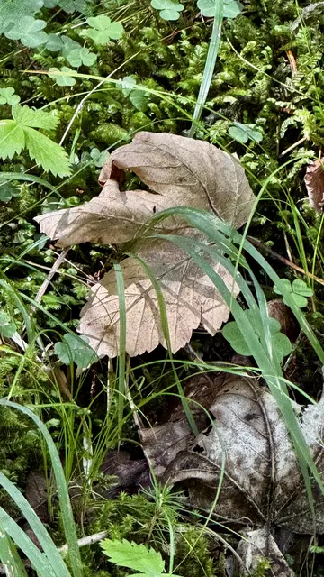 ICH HABE EINE SELTENE WALDENTE ENTDECKT, GETARNT ALS ALTES AHORNBLATT!