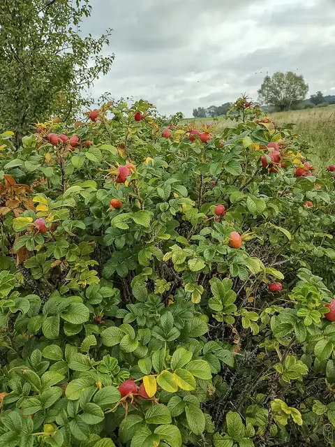 Nur so sein, wie andere es erwarten
kommt einer Selbstaufgabe gleich.
Foto: Glaser 