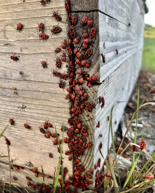 Gemeinen Feuerwanzen an einer Holzwand. Sie haben einen rot-schwarzen Panzer, der Raubtiere abschrecken soll. Die Insekten sind für Menschen, Haustiere und Pflanzen völlig harmlos. Sie beißen nicht, stechen nicht und übertragen keine Krankheiten. Sie können lediglich einen leicht unangenehmen Geruch absondern, wenn man sie berührt.