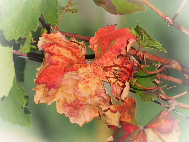 Weinblatt in einem Weingarten auf dem Lindenberg bei Leobersdorf | Foto: Anton Kroh