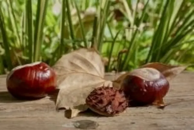 Der Sommer, der sich heiss gezeigt 
hat sich nun dem End´ geneigt … 
weil es der Kalender „sagt“, 
ein bisschen sind wir schon verzagt.  

Hoffend auf die Herbst’es Zeit 
Sonnenblumen leuchten weit, 
der Kürbis, in orange vom Feld 
als „Farbklecks“ vor die Tür gestellt. 
Mais, als Kuckeruz, bekannt 
dekoriert die Scheunenwand 
&amp; vom blauen Himmelszelt 
lacht der „Drachen“ in die Welt.  

Petrus, unser „Gott“ für Wetter, 
möge blasen milden Wind, 
damit der Tanz ~ der bunten Blätter, 
uns erfreut &amp; jedes Kind … 
Nicht nur der Birnbaum 
zeigt uns seine Pracht.  

Drum gebt ein wenig acht, 
Kastanien fallen jetzt sehr munter 
im Stachelkleid, vom Baum herunter … 

Entkleidet sind sie glänzend schön, 
mit ihrem hellen Bauch zu sehen
&amp; immer wieder ist es toll, 
zu sammeln, alle Taschen voll …  

So bunt, so schön, so fein ~ 
kann auch der 
 „Herbst des Lebens“ sein …  🍂 | Foto: Bild: privat