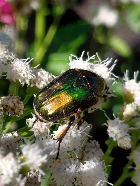 KOMM MIT IN DEN BOTANISCHEN GARTEN | Foto: H.Bachinger