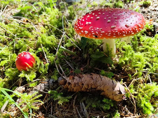 Letztens war ich im Lungau im Wald unterwegs und habe neben vielen Eierschwammerl auch diese Schönheit entdeckt. Allerdings sollte man diesen Pilz nicht eßen.
