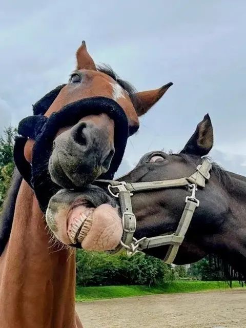 Wenn aus einer Reitstunde ein Spiele-Nachmittag wird.... | Foto: Bernd Haider