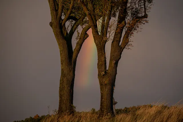 Die Regenbogenforelle lebt im Wasser, die Regenbogenesche nicht! 
