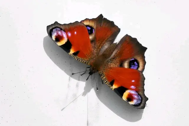 Die Schmetterlinge wärmen sich gerne in der Sonne auf. Die reflektierende Hauswand ist dafür perfekt geeignet. Dieser Tagpfauenauge Schmetterling genießt es. 