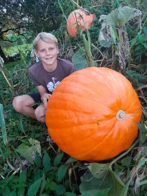 Stolze 46 Kilogramm bringt der Riesenkürbis von Simon Bamberger aus Kössen auf die Waage. Den ganzen Sommer hat er seine Kürbisse gehegt und gepflegt – mit beeindruckendem Ergebnis. | Foto: Carina Bamberger
