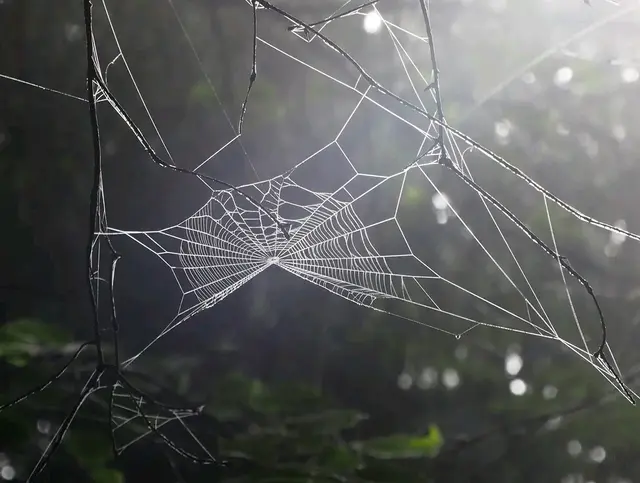 Im Herbst wenn am Morgen der Nebel die Oberhand hat, kann man die eigentlich unsichtbaren Spinnennetz durch die Feuchtigkeit schön sehen. 