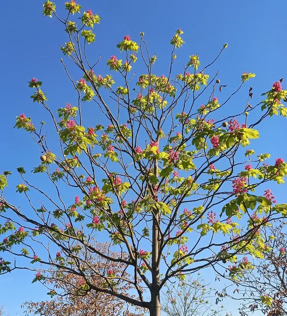 Jetzt in voller Blüte  | Foto: Erwin Peschka