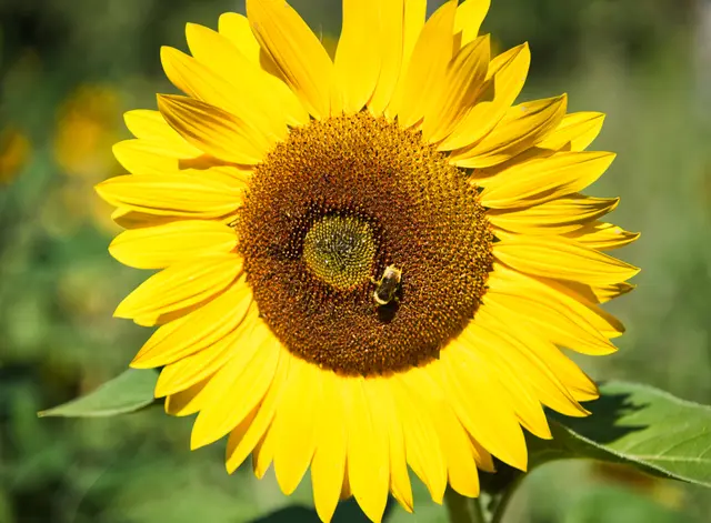 Nahaufnahme einer strahlend gelben Sonnenblume, auf deren brauner Blütenmitte eine Hummel sitzt.