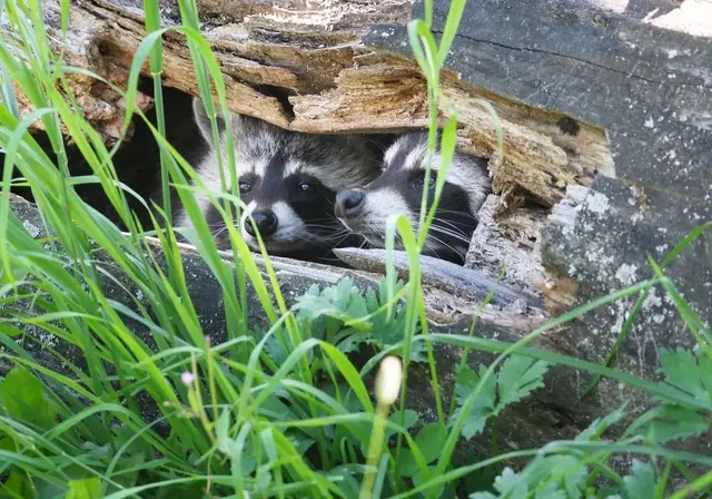 Der 1. Oktober ist der Internationale Ehrentag der Waschbären. Obwohl sie bei manchen Menschen, wegen ihrem etwas ungestümen Verhalten, oft als Schädlinge und Störenfriede gelten, sind sie bei Tierpark und Zoo Besucher sehr beliebt. Auf dem "Wilden Berg" in Mautern fühlen sie sich jedenfalls pudelwohl. 