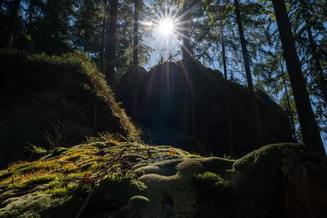 Es braucht schon viel Glück, um das nur mehr in den unergründlichen Wäldern des Waldviertels - wie hier bei Rappottenstein - vorkommende sehr scheue Moosschaf anzutreffen. 