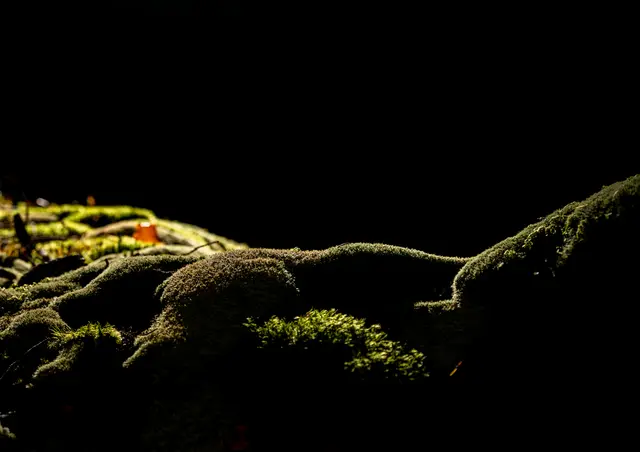 In den zauberhaften Wäldern des Waldviertels ergeben sich manch märchenhafte Fotomotive. 