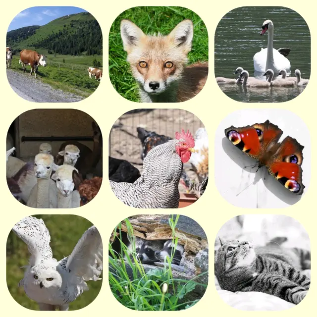 Ohne Tiere wäre unser Leben nicht möglich. Ohne Tiere wäre unser Leben leer. Die Menschen müssten es viel mehr zu schätzen wissen, so wie in alter Zeit, wo ein Tier zu haben Reichtum bedeutete. Ob Haus oder Nutztiere oder die wilden Tiere in unserer Natur - sie sind wertvoll!