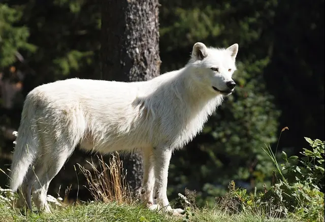Der Hund stammt bekanntlich vom Wolf ab. Leider hat der Wolf, so scheint es, in diesem Zeitalter keine Chance mehr. Gern gesehen in Tierparks und im Zoo ist er noch, aber generell muss der "Ur-Hund" leider Image mässig zurückstecken. Trotzdem sei auch ihm dieser Tag gewidmet. 
