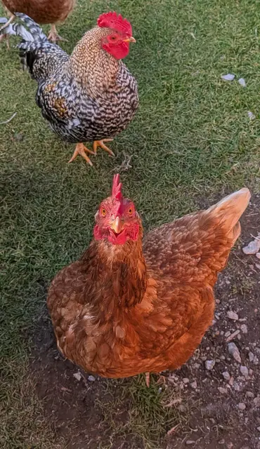 Man merkt einem Huhn kaum an, wenn es in die Kamera lächelt. 