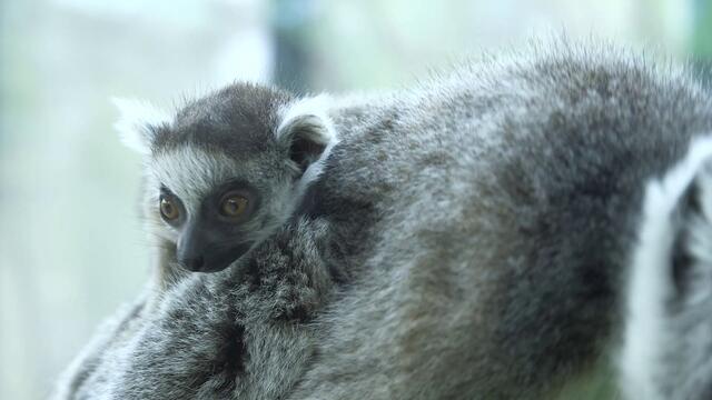 Foto: Tiergarten Schönbrunn