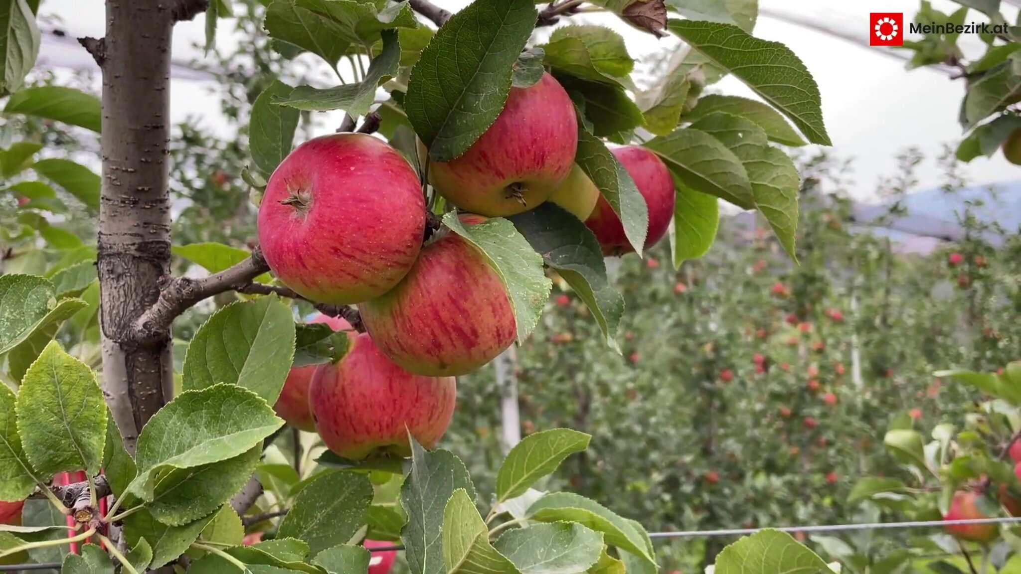Apfelkirtag in Göttschach: Alles drehte sich um saftige Äpfel - Neunkirchen