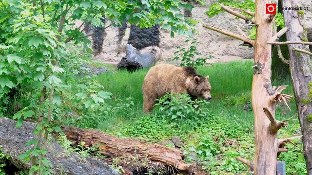 Bär Aragon lebt im Salzburger Zoo | Foto: Schubert