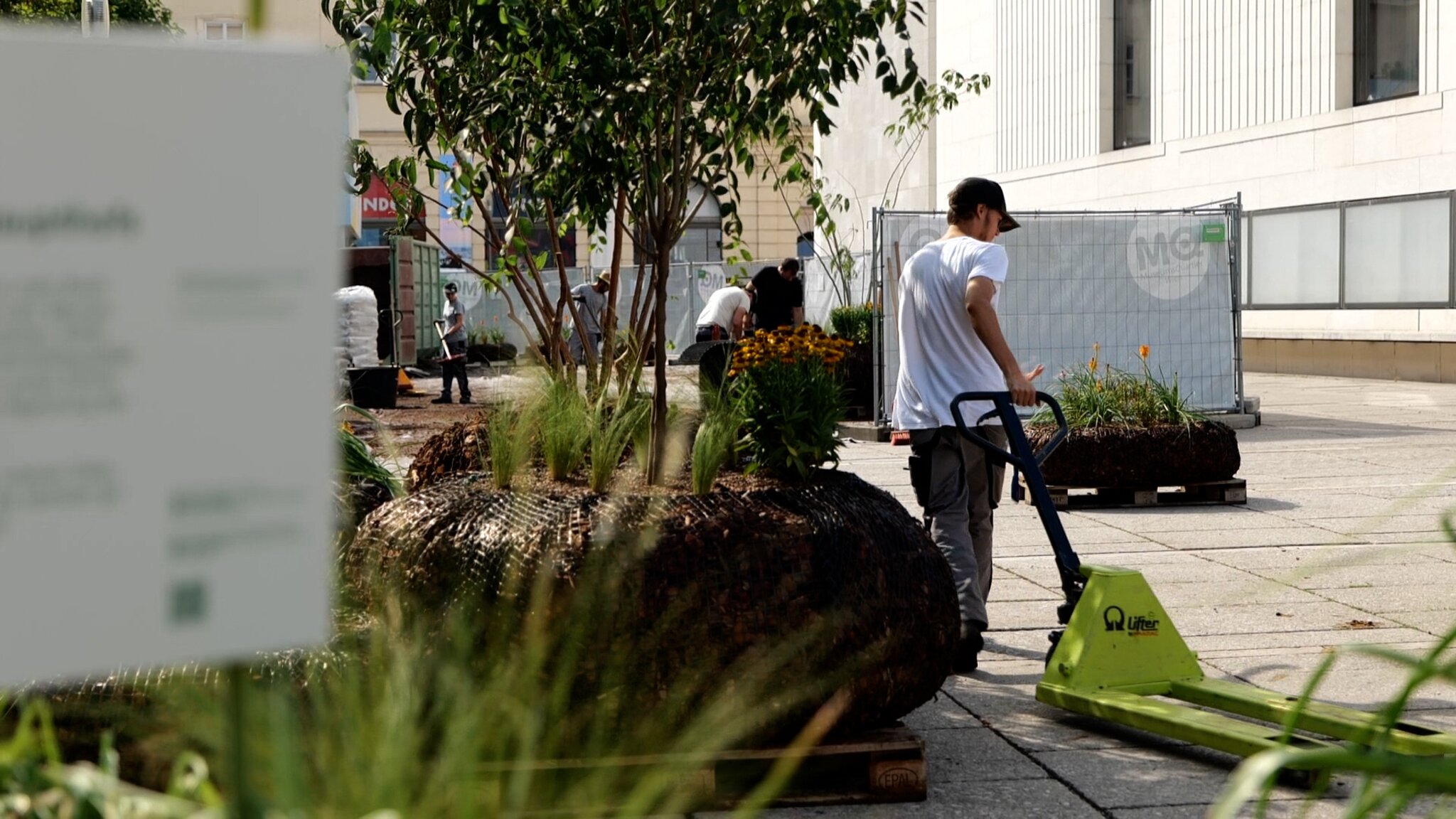 Klimamaßnahme: "MQ goes green" pflanzt über 80 Bäume im Museumsquartier ...