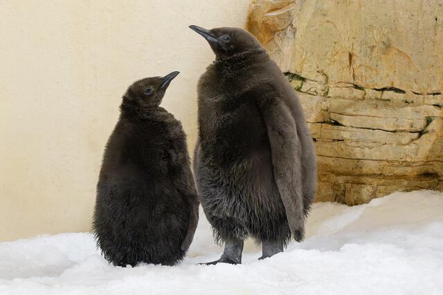 Königspinguin-Küken im Doppelpack | Foto: Daniel Zupanc