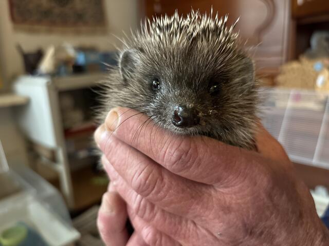 Unterernährte Igel überstehen meist den Winter nicht und wachen aus dem Winterschlaf nicht mehr auf. | Foto: Manuela Kaluza