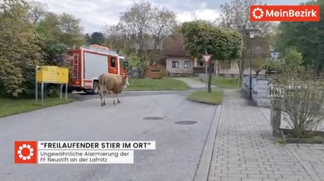 Ungewöhnlicher Einsatz für die Feuerwehr Neustift an der Lafnitz.  | Foto: FF Neustift an der Lafnitz