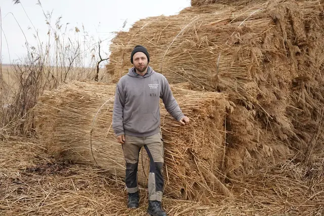 Jacobus van Hoorne bei der heurigen Schilfernte am Neusiedler See. Der gebürtige Holländer lebt mit seiner Familie in Weiden am See und liebt sein Handwerk als Schilfdachdecker und -schneider  | Foto: Andrea Glatzer