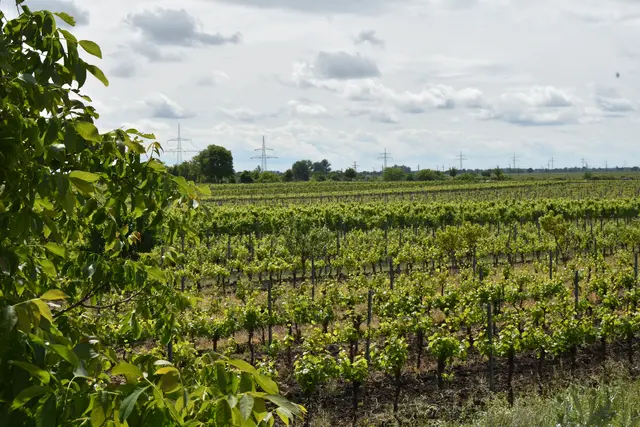 Gesellschaftliche Trends, Klimaveränderungen und geopolitische Machtverschiebungen beeinflussen die Weinindustrie maßgeblich. | Foto: Julia Lirsch / MeinBezirk