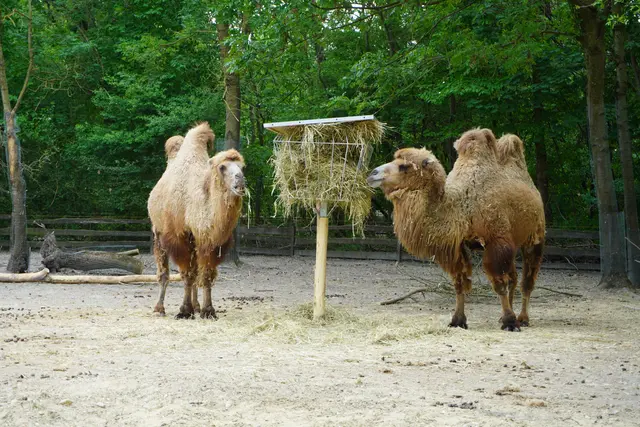 Die beiden Trampeltiere Altai und Bataa sind neu im Steppentierpark. | Foto: Victoria Nagy / MeinBezirk