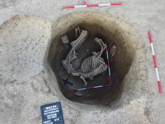 Eine der rätselhaften Tierbestattungen in einer Vorratsgrube. | Foto: D. Talaa