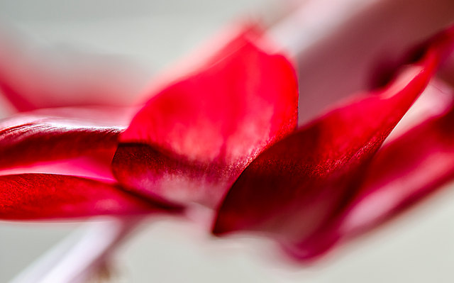 Hannes Brandstätter